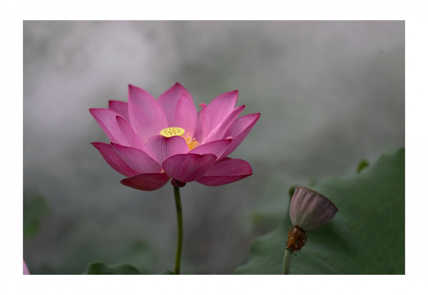 荷花韵