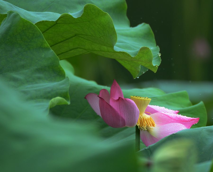 雨露滋润