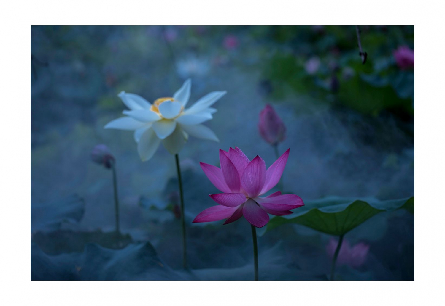 荷花韵
