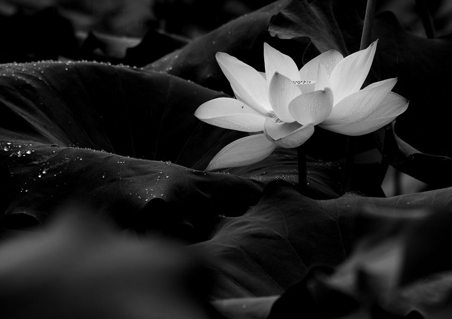 冰蕊洁玉