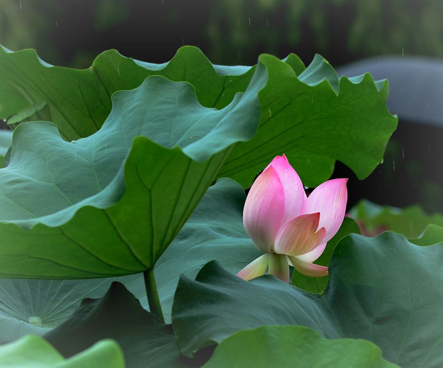 细雨催花开