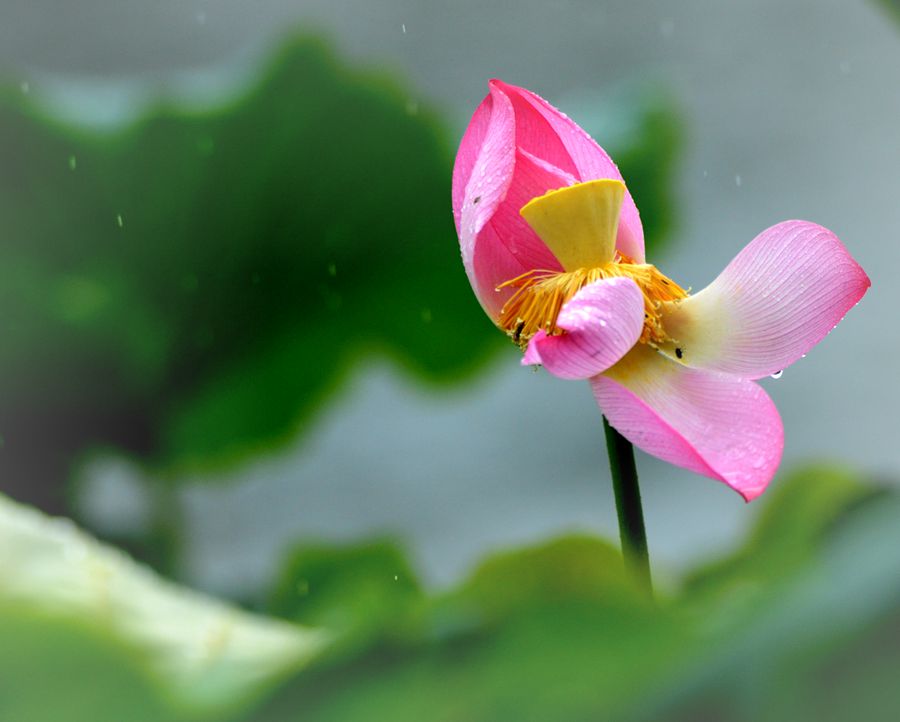 雨中情