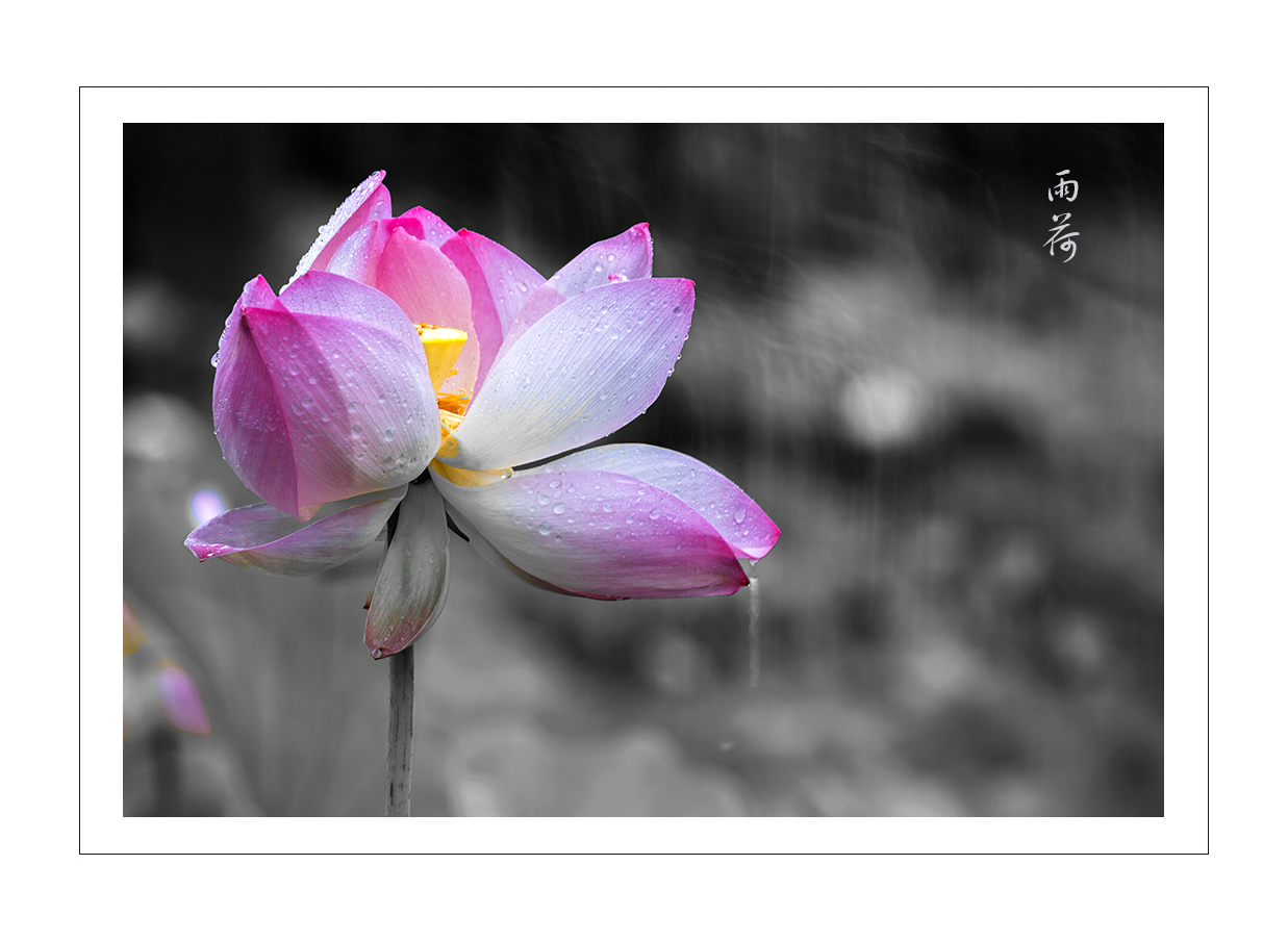 雨荷