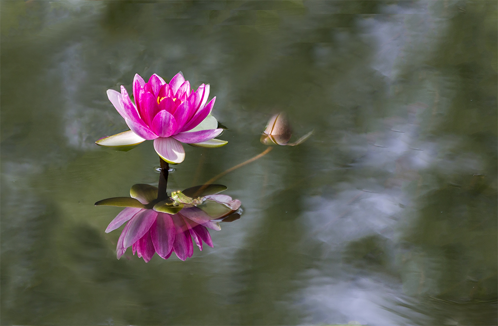 莲花