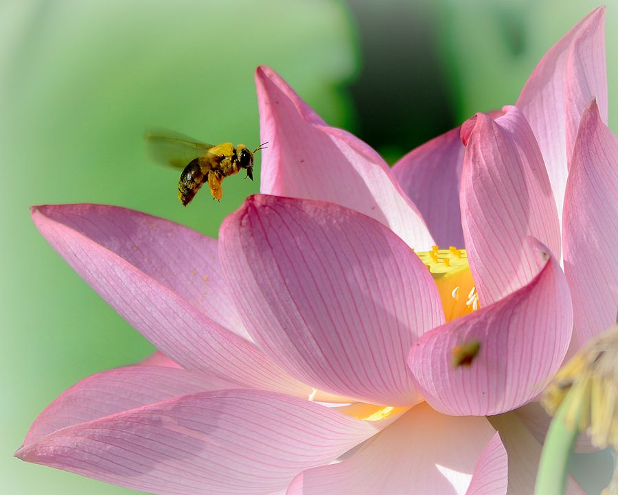 蜂恋花蕊