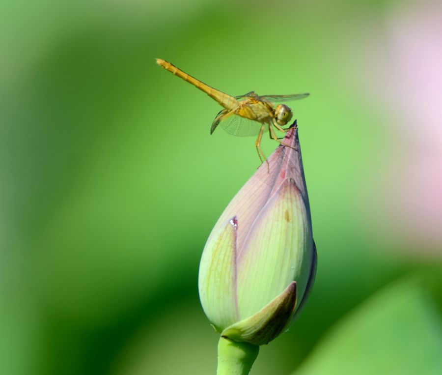 骄傲的蜻蜓