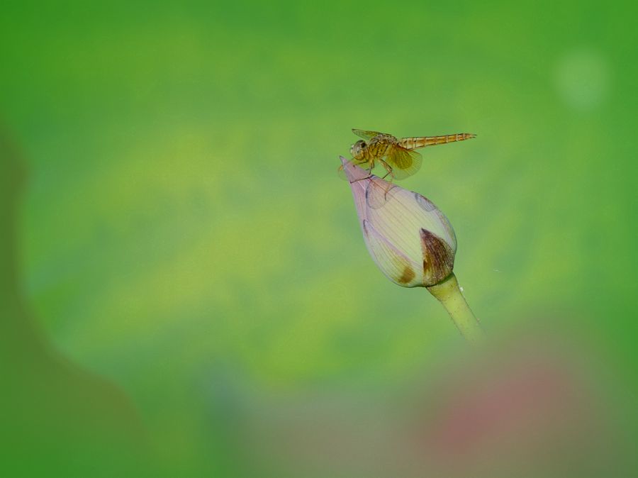 等待花开
