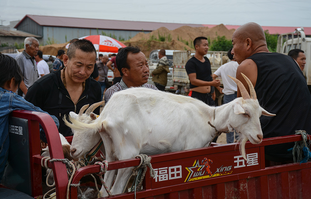 羊市随拍