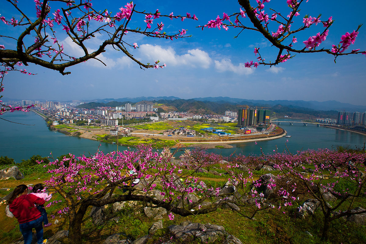 桃花盛开的山城