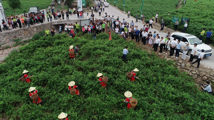 莓茶论坛-专家实地考察茅岩莓生产基地