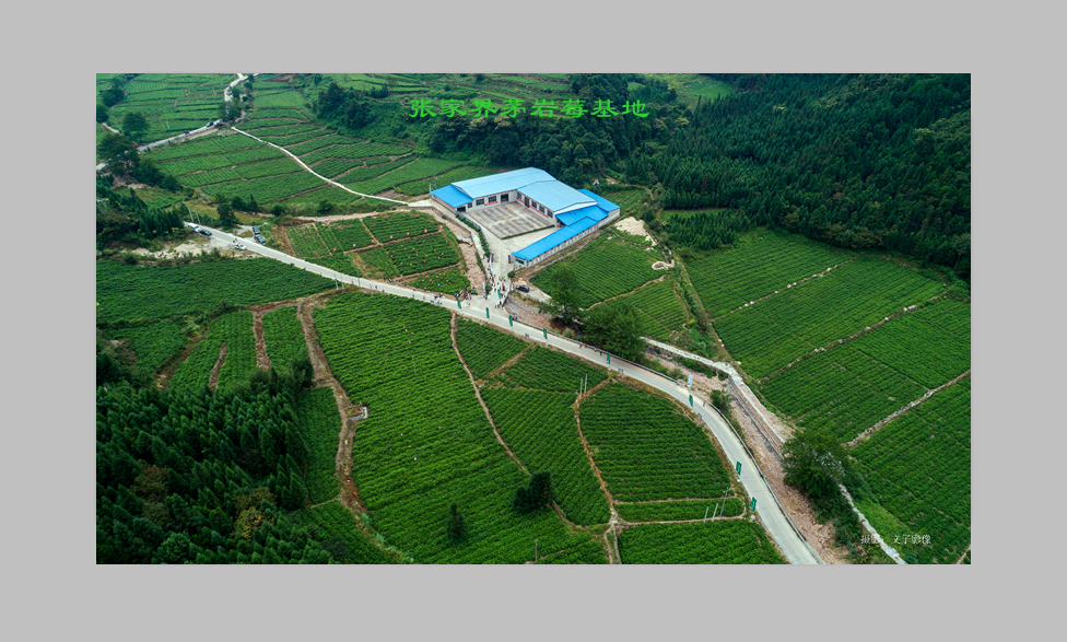 茅岩莓茶基地