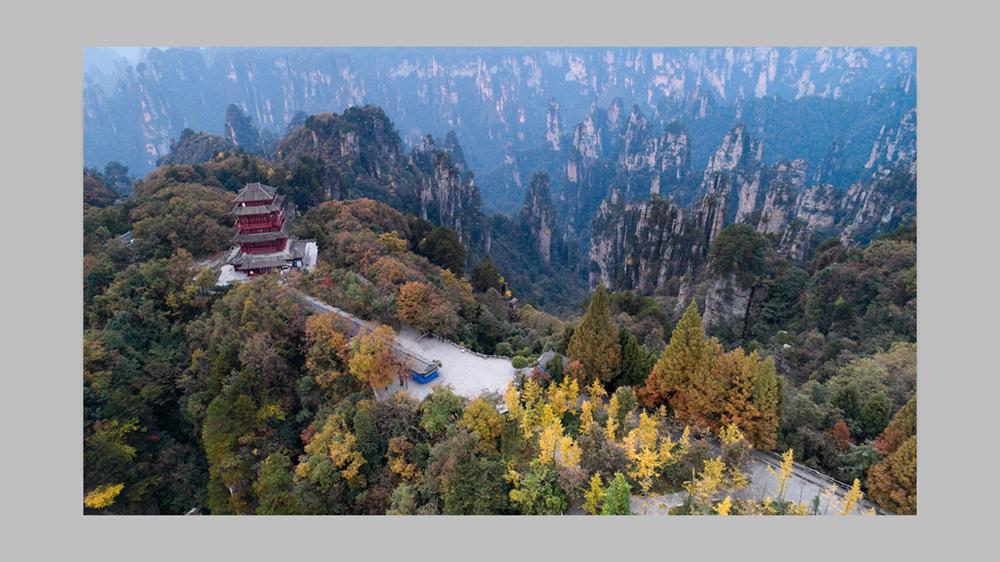 天子山秋色