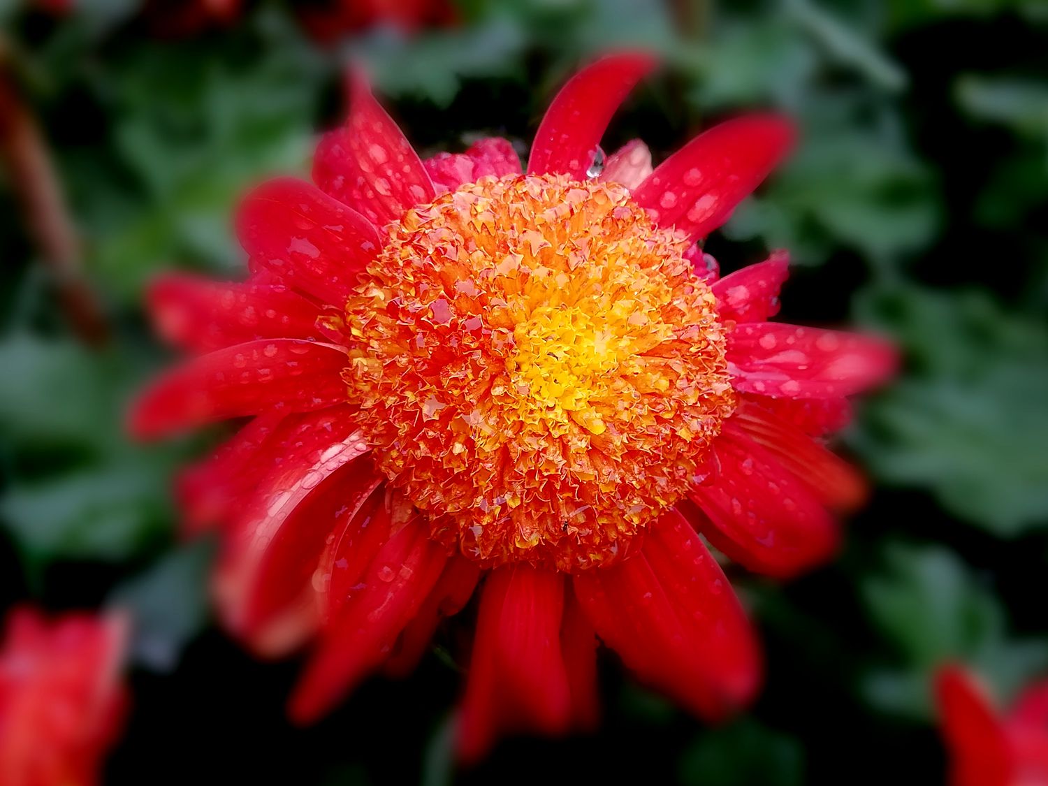 美丽秋菊