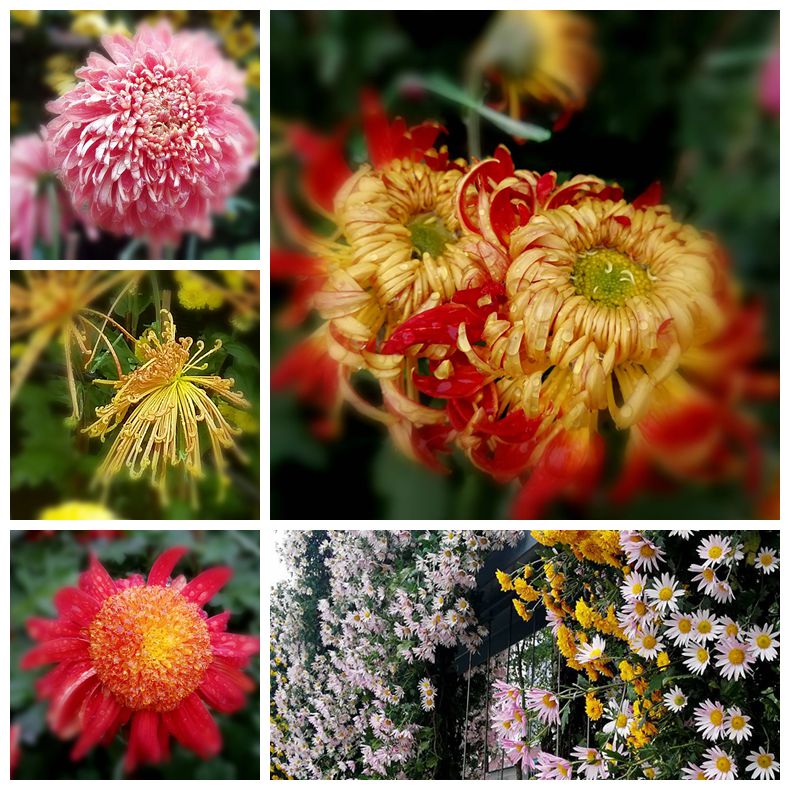 美丽秋菊