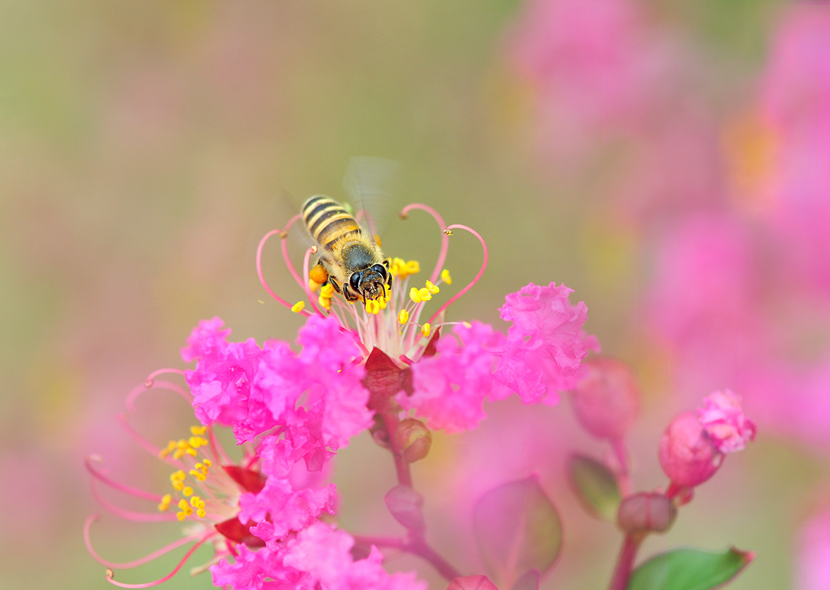 蜜蜂和花