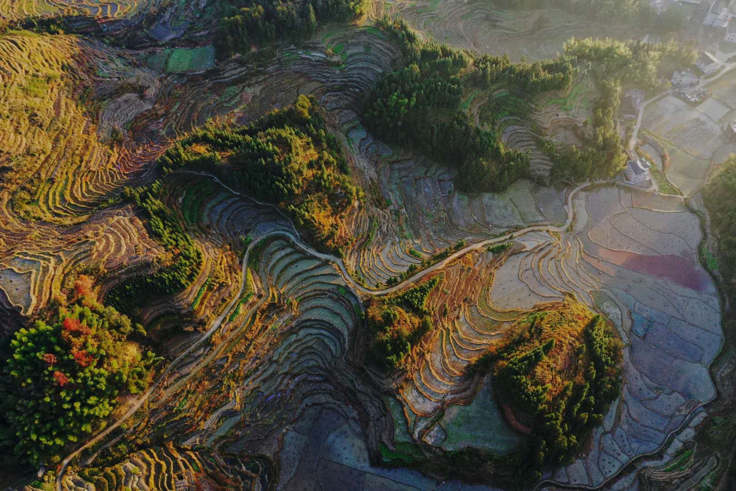 紫鹊界梯田