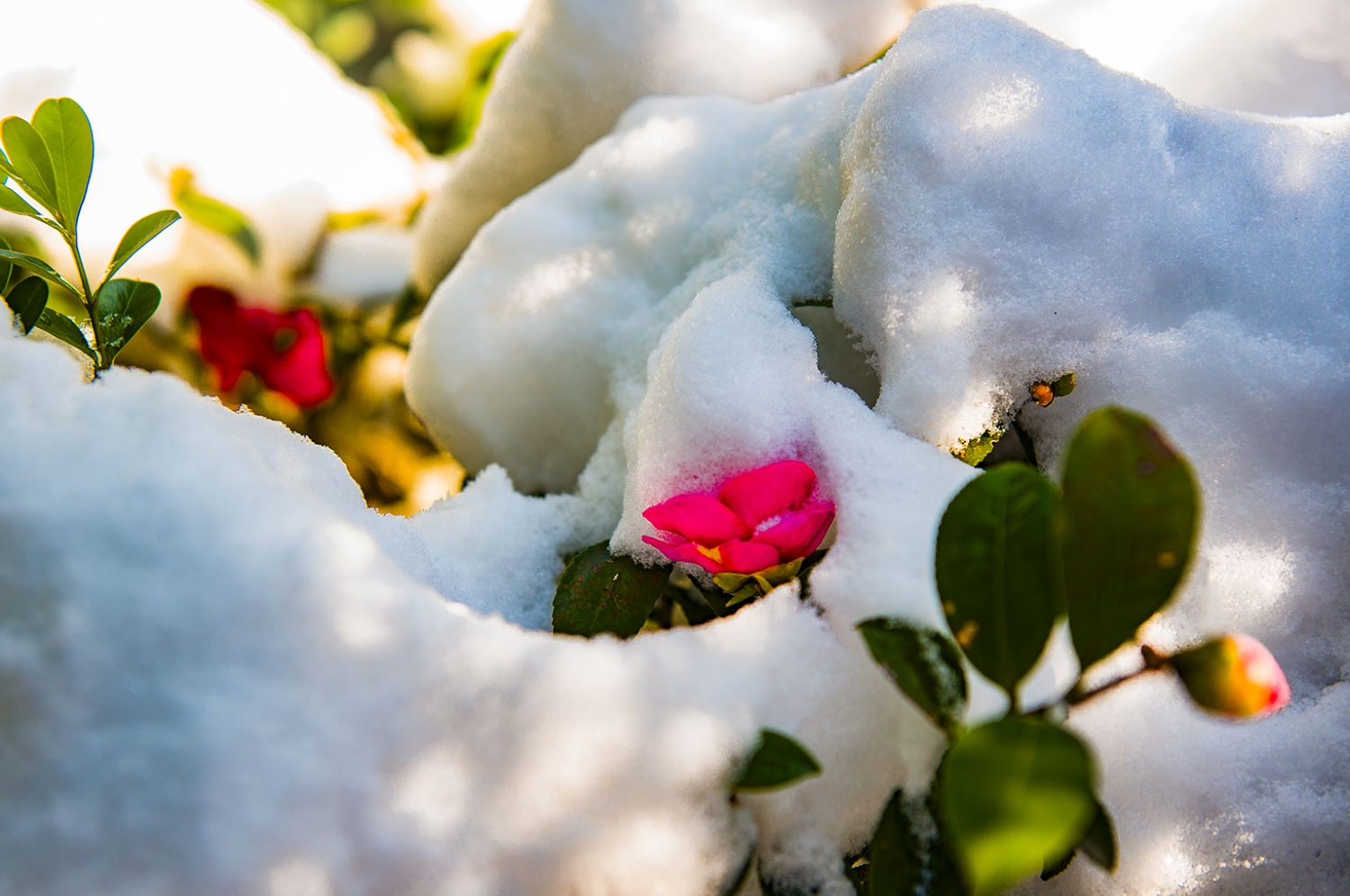 雪中藏蕊