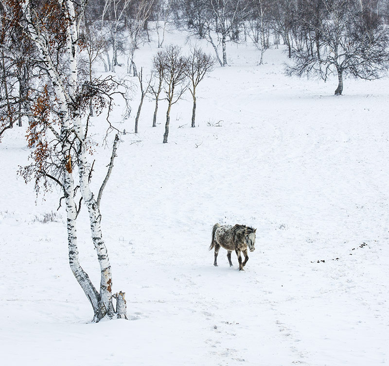 冬雪寂寂溢清寒