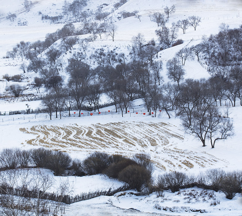 冬雪寂寂溢清寒
