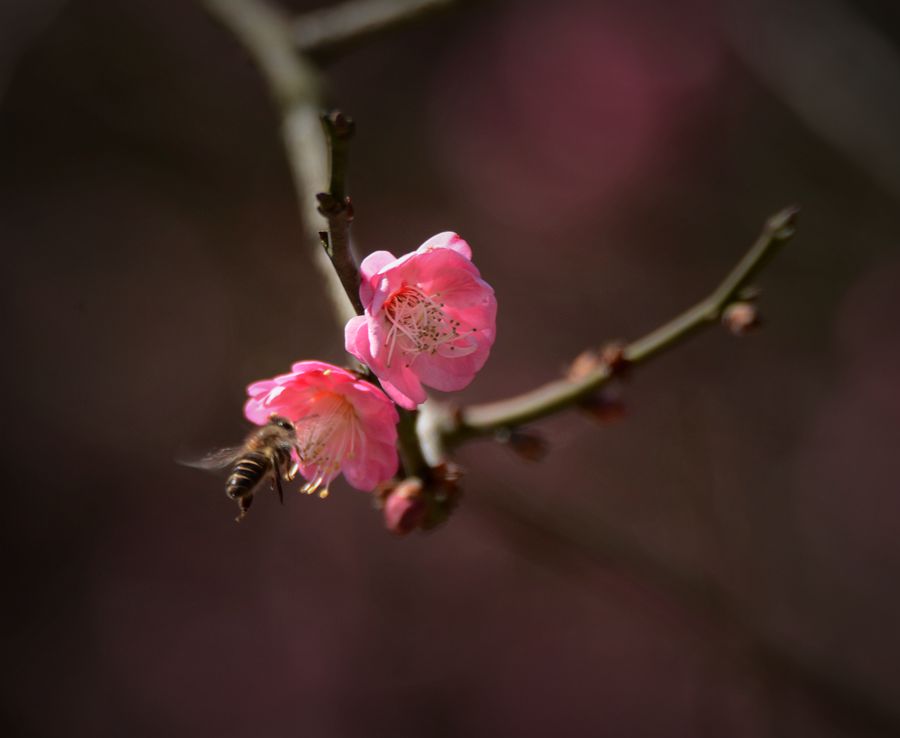 幽香引蜂