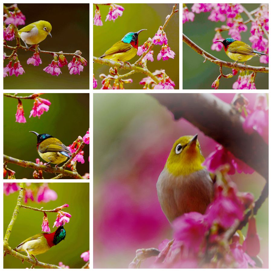花丛欢歌