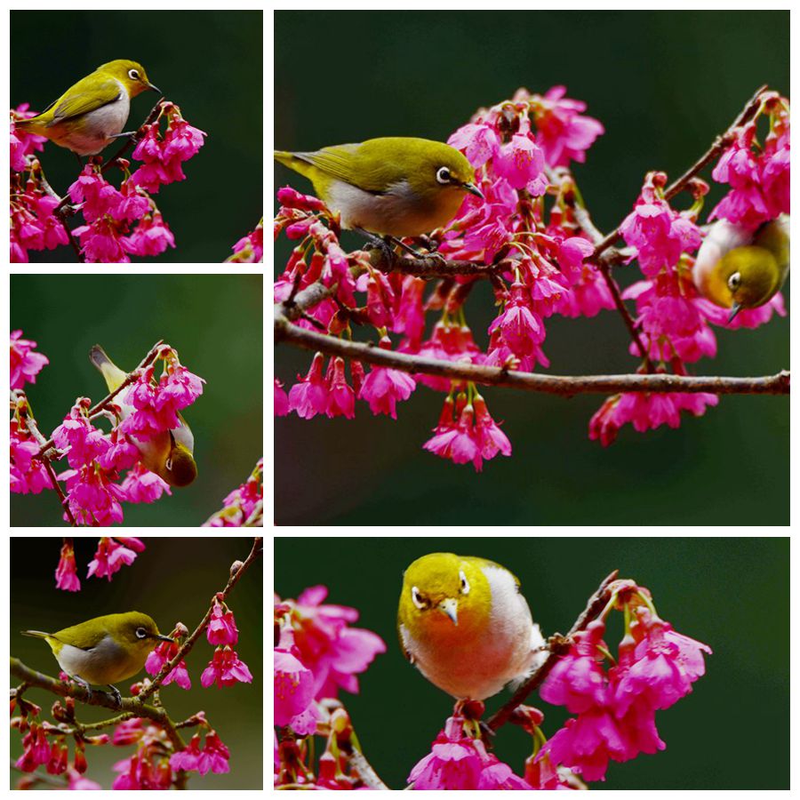 花中绣眼