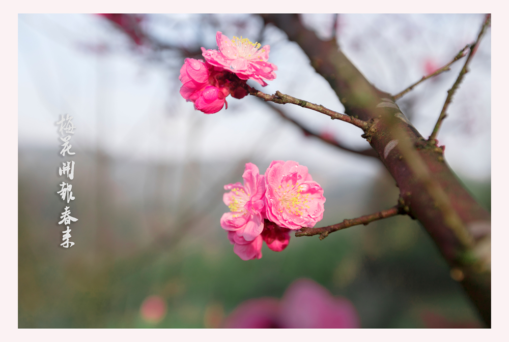 梅花报春
