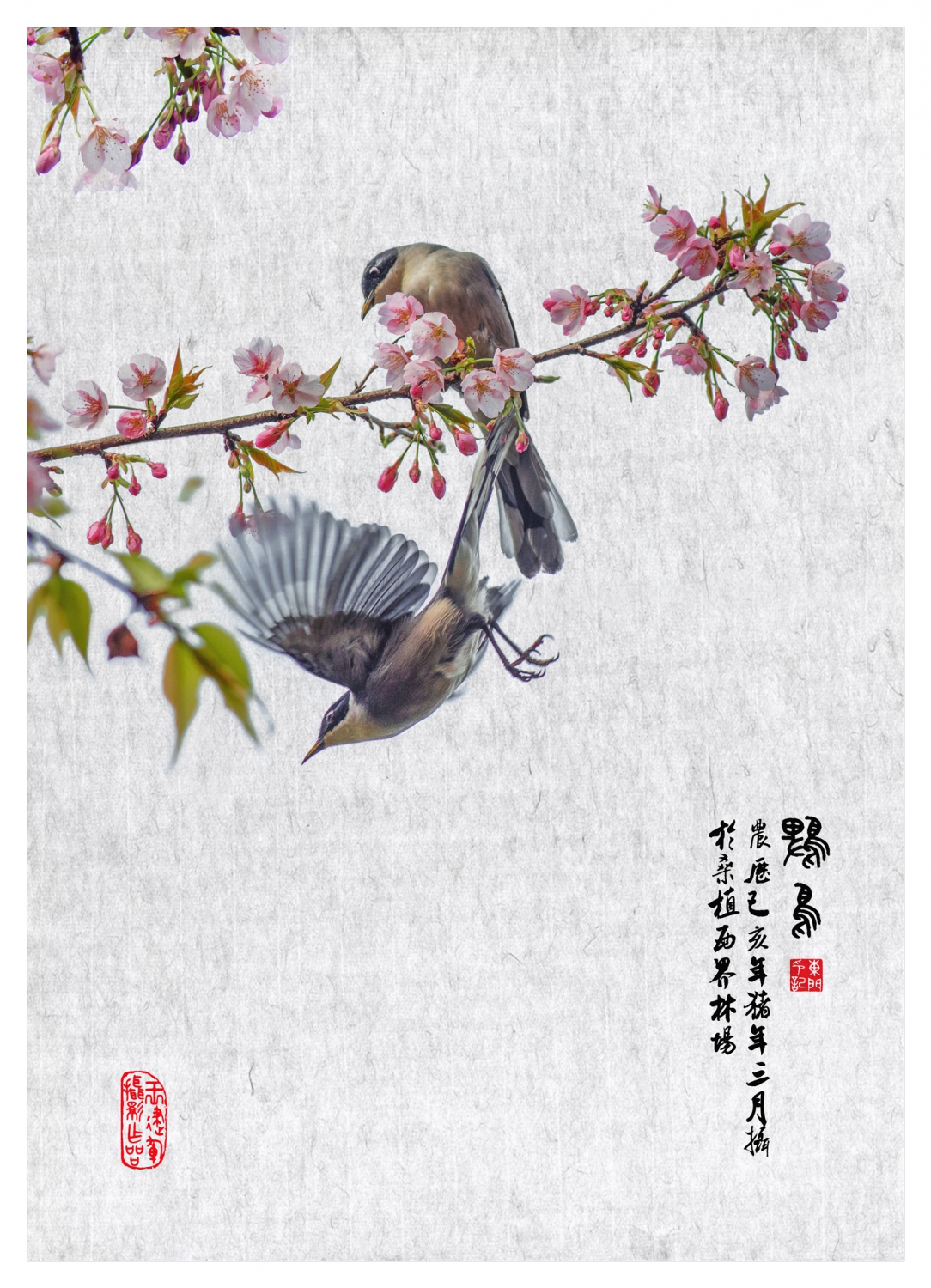 花鸟