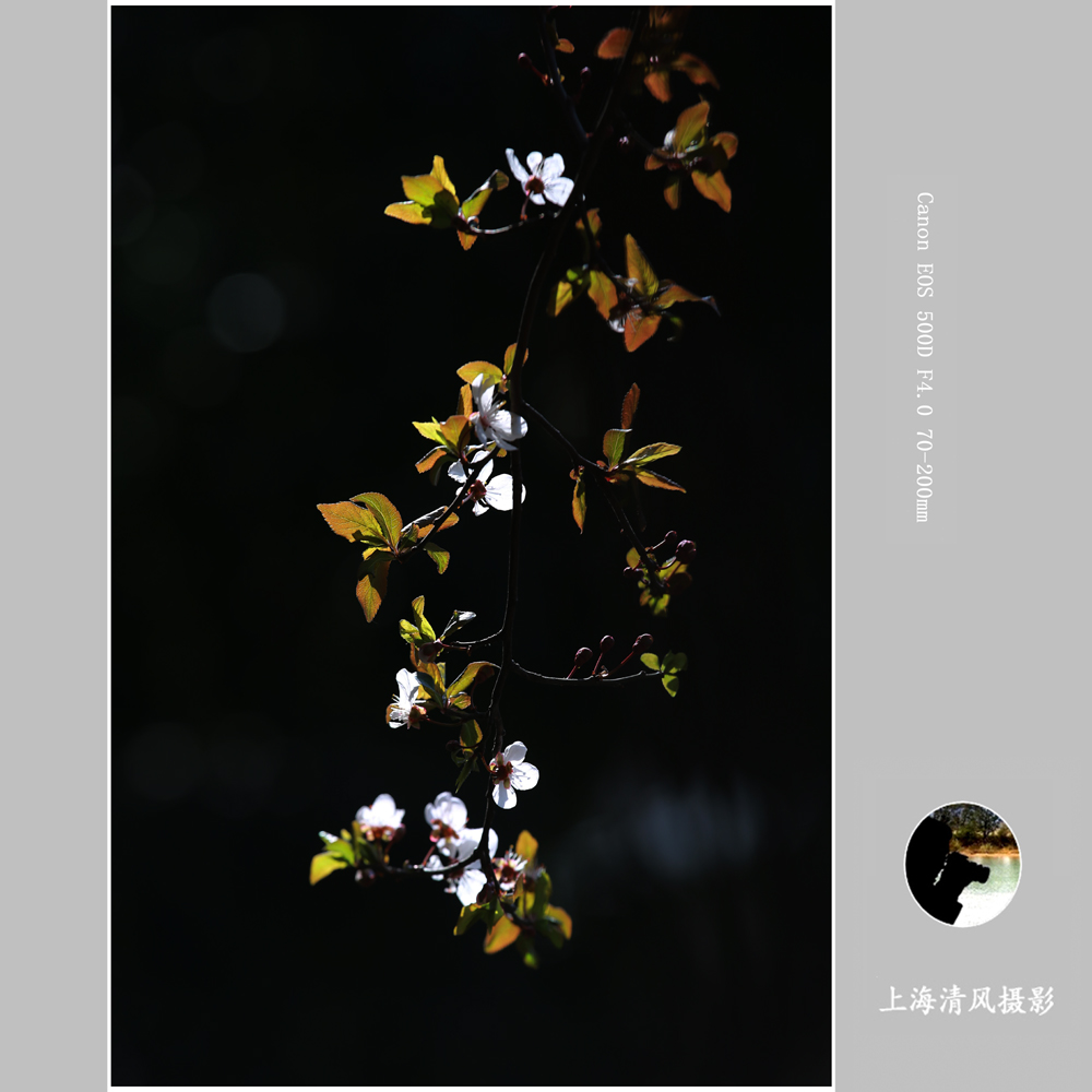春花_0123