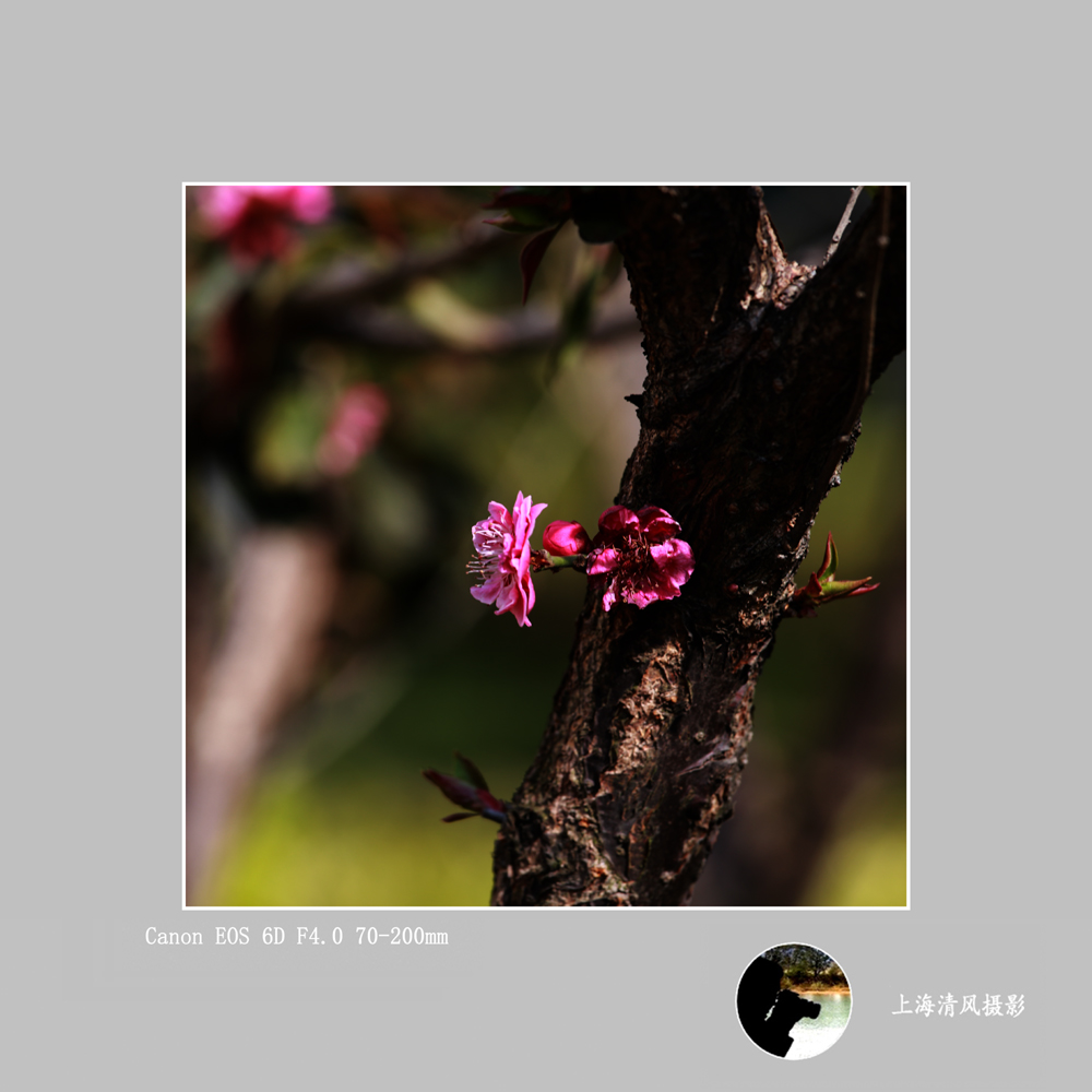 春花_0099