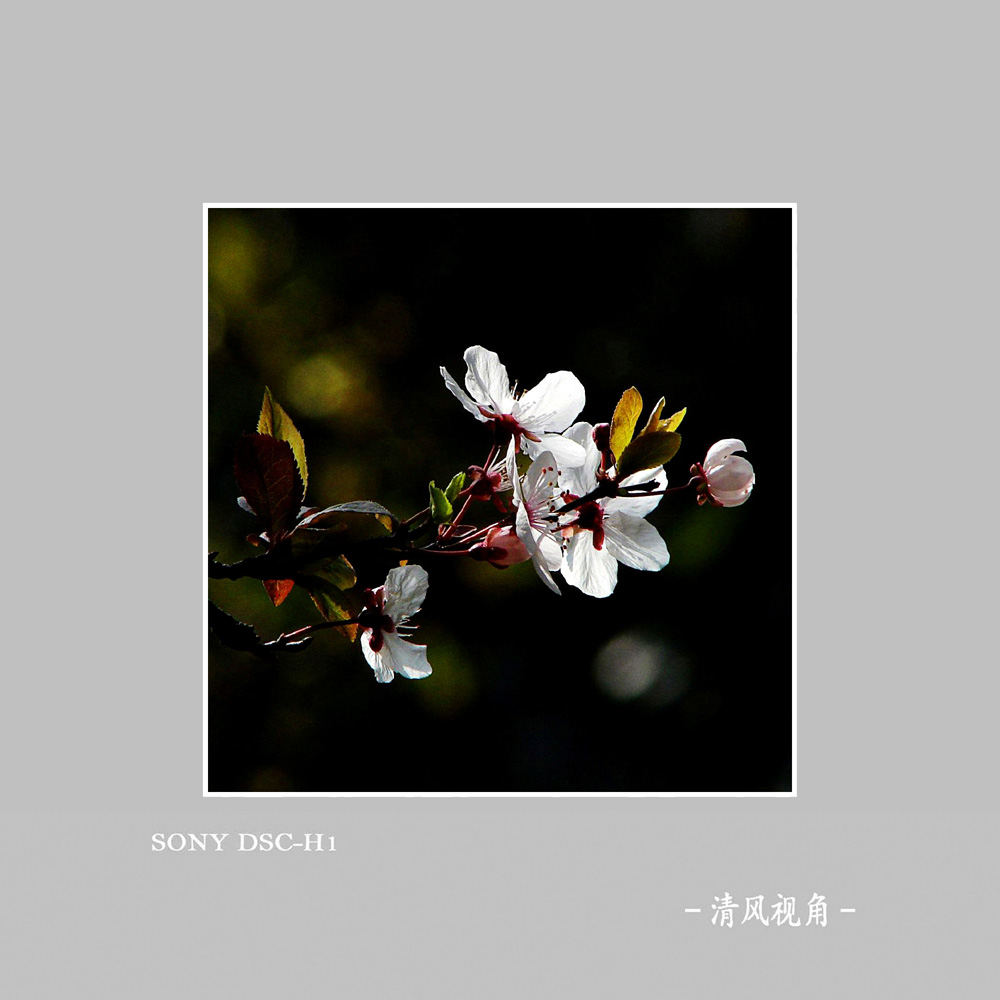 红叶李_5123