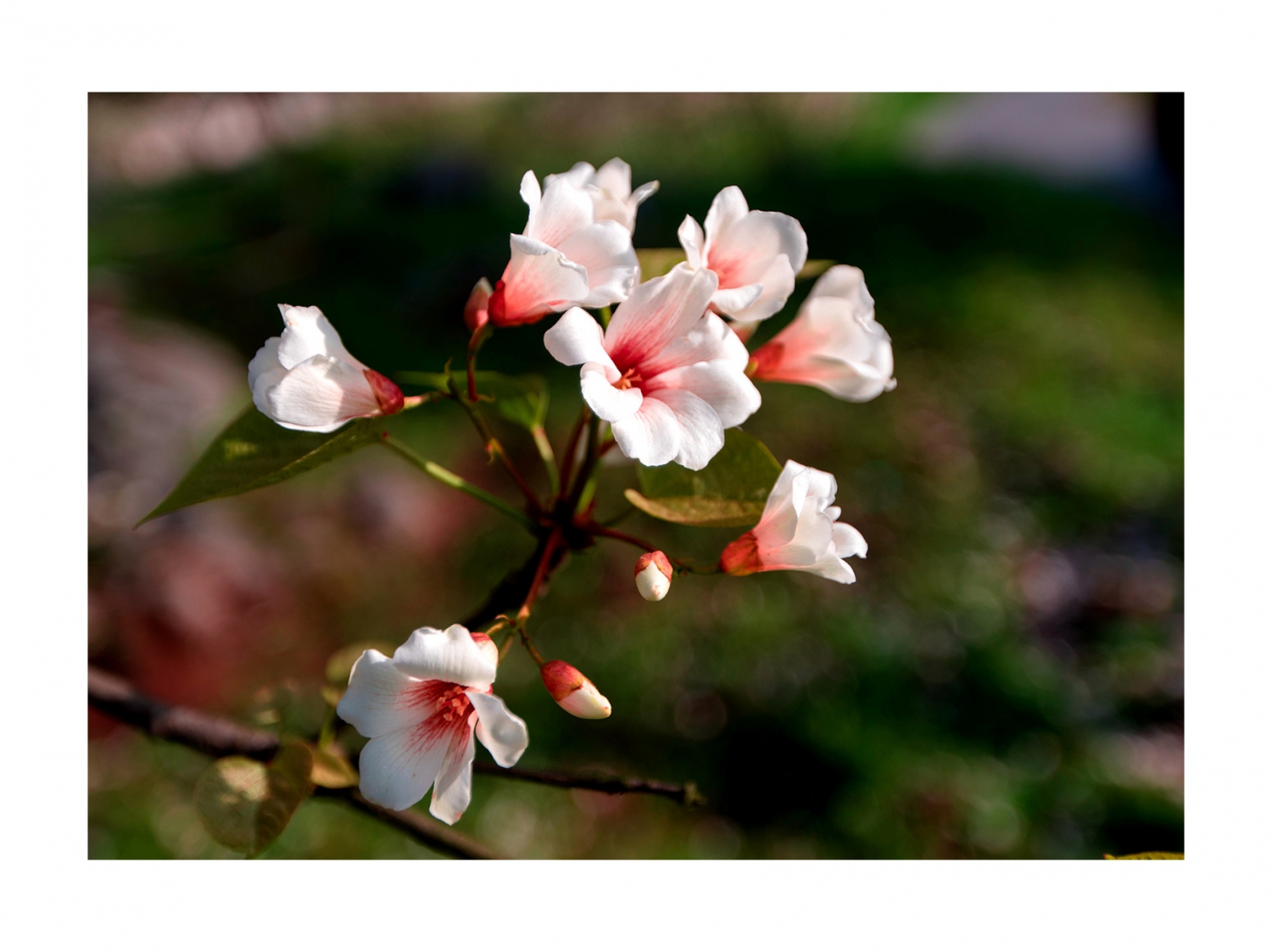 桐子花开