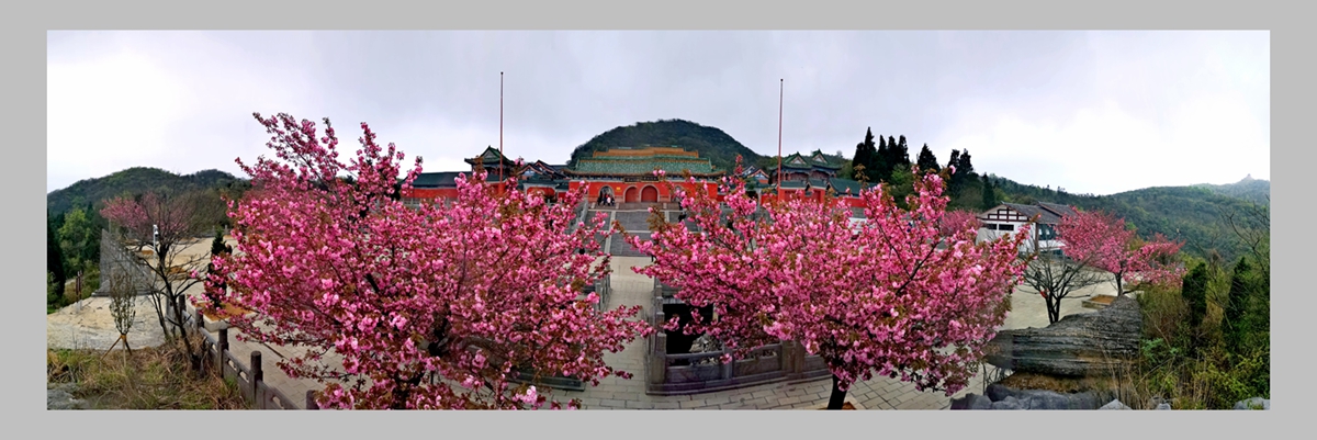 天门山寺前樱花开