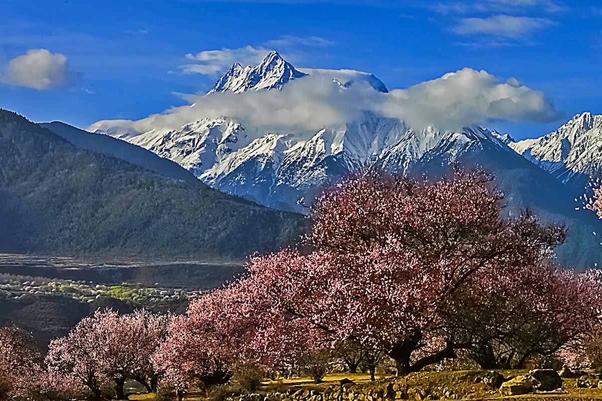 雪域桃花