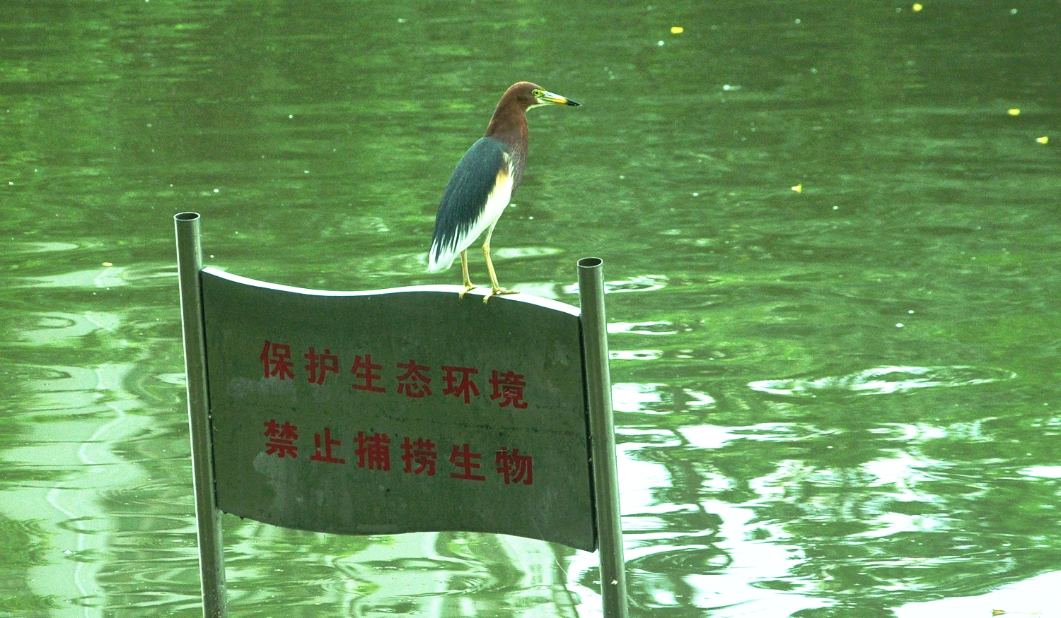 环境卫士