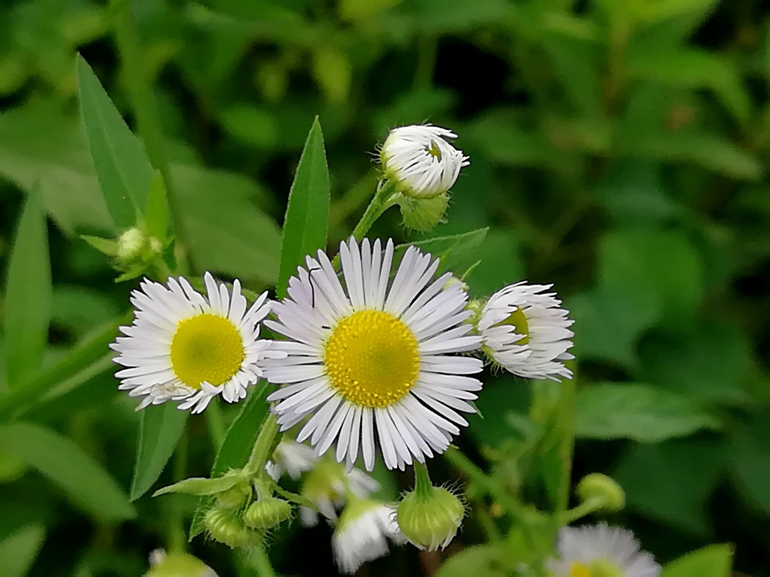 山花烂漫