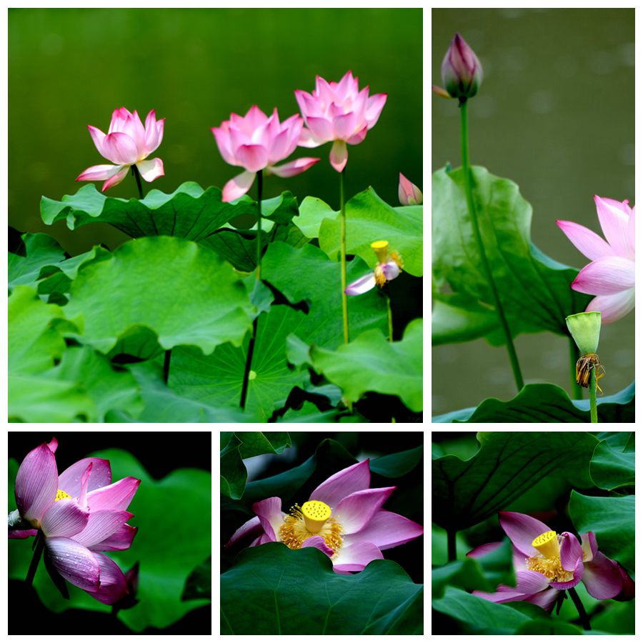荷塘花正艳