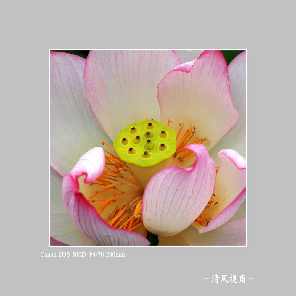 荷花_0019