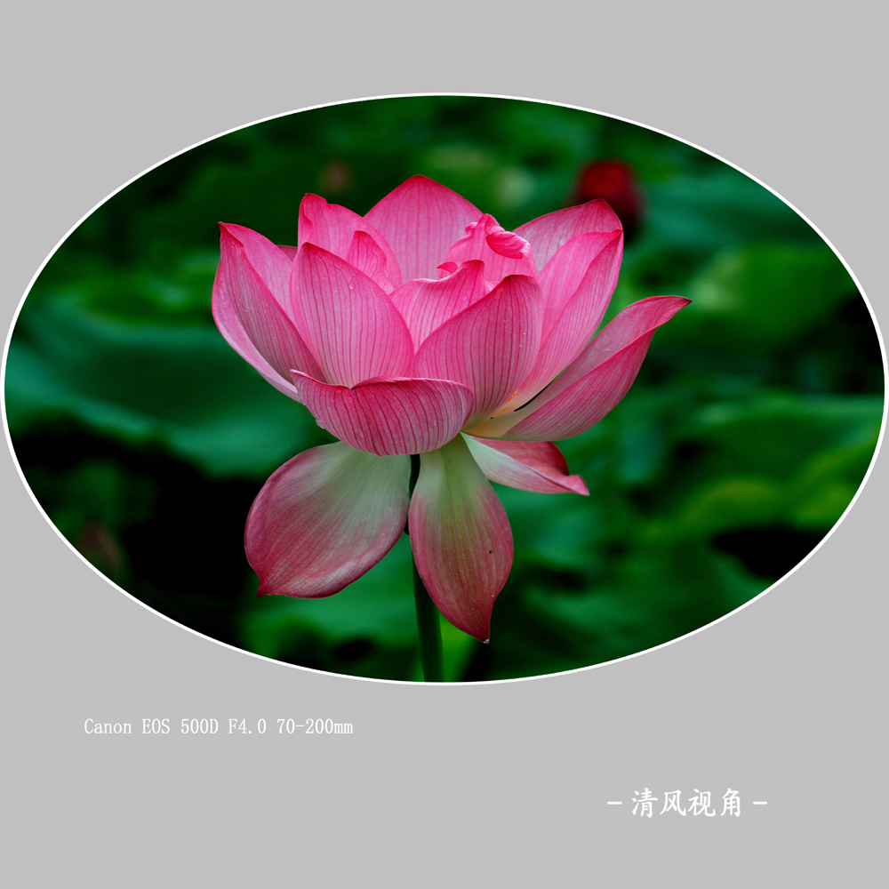 荷花_003
