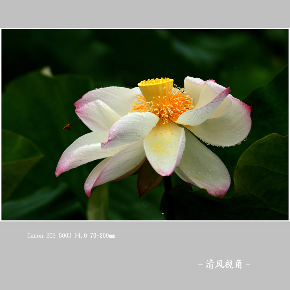 荷花_0192