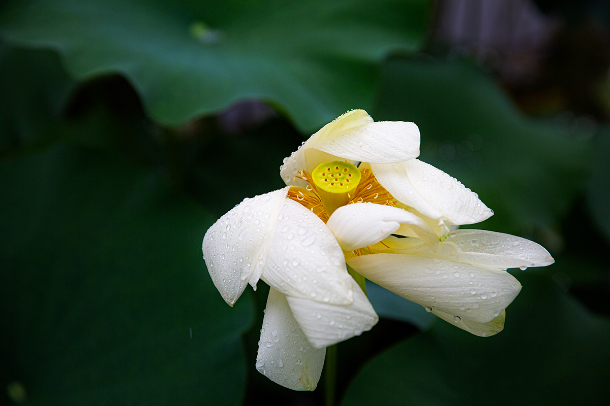雨荷