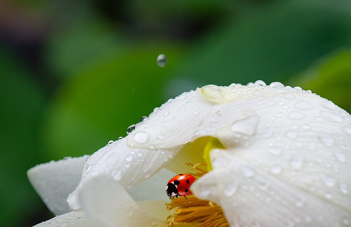雨中