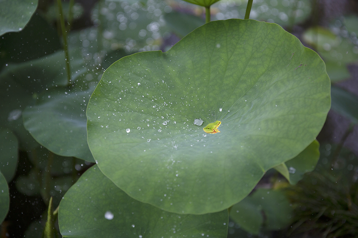 雨后