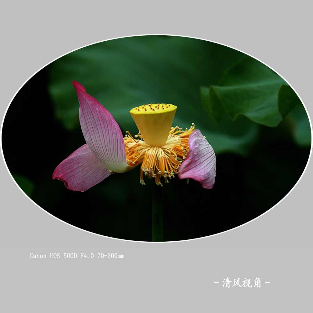 荷_9933