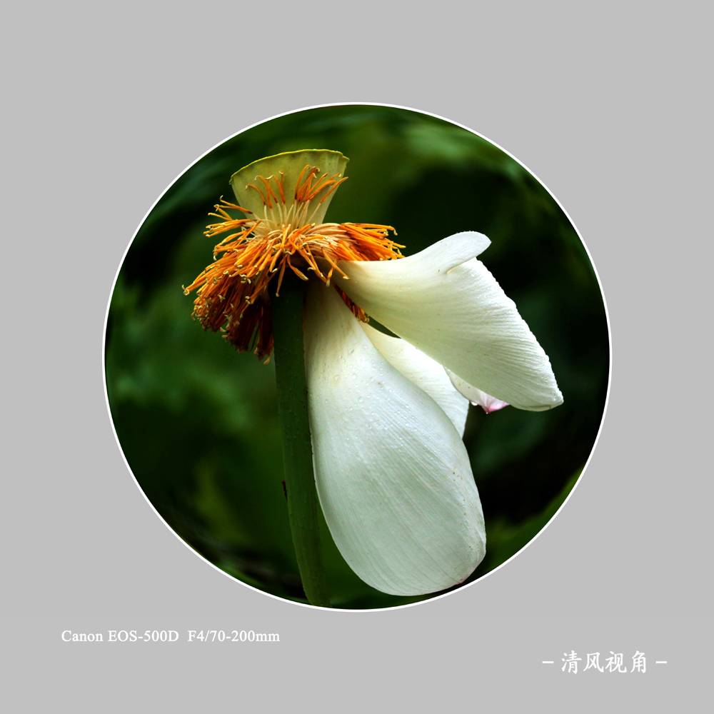 荷_0071