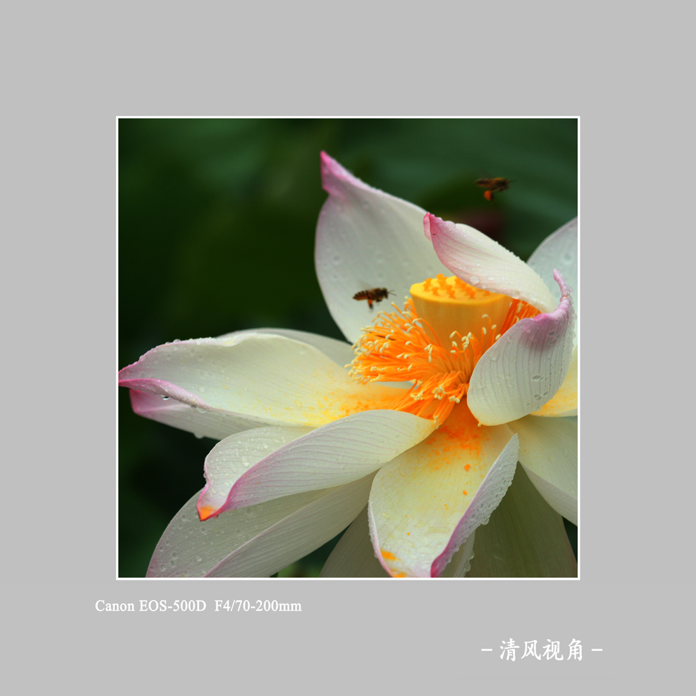 荷花_0450