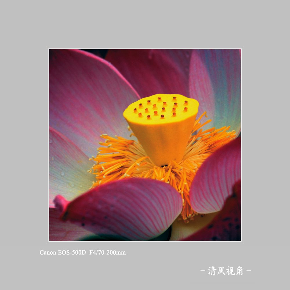 荷花_0469