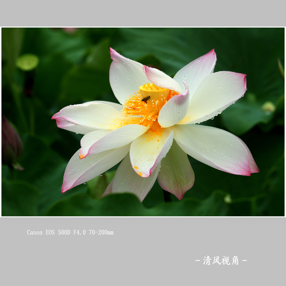 荷花_0458