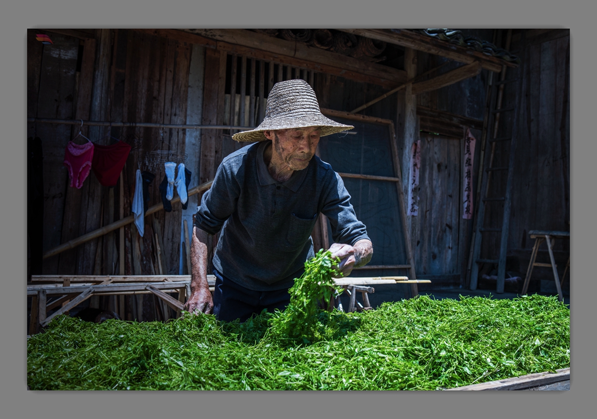 老茶农