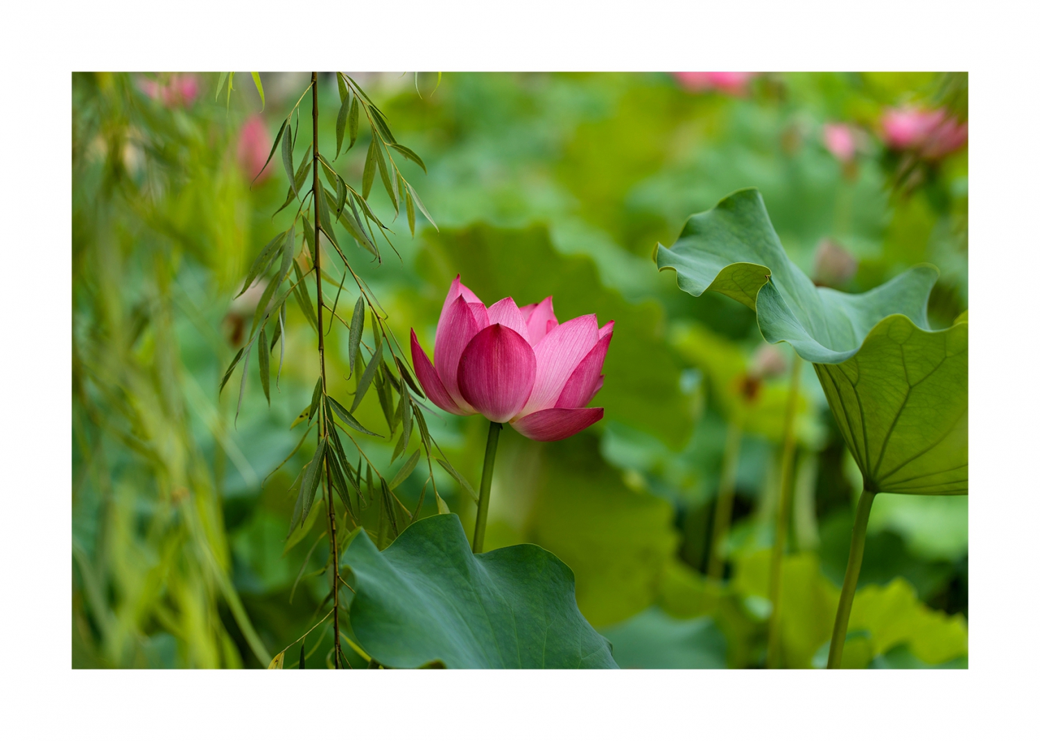 荷花艳